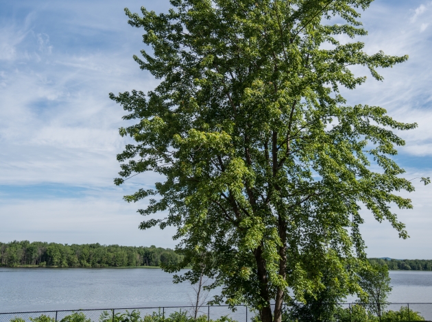 Bruyère Village Quebec Retirement Outdoors